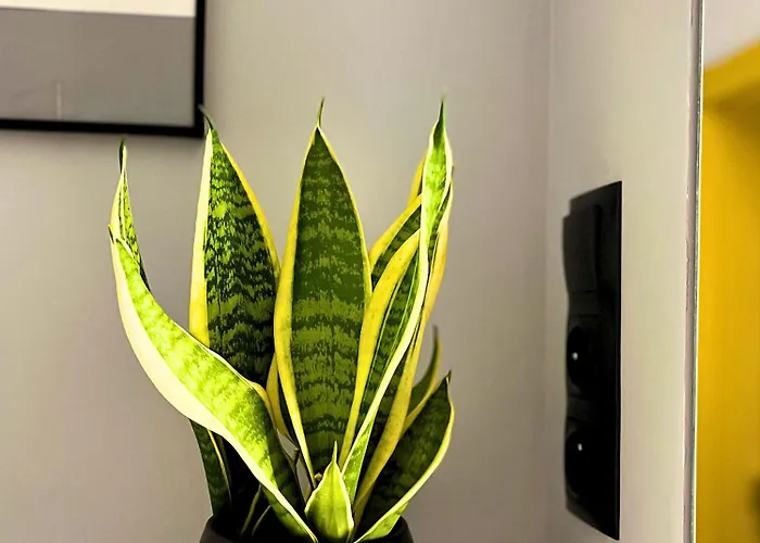 Skylight Dream, Sen Pod Gwiazdami Lägenhet Łódź